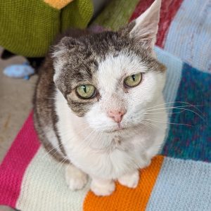 Animals for Adoption - RSPCA Little Valley Animal Shelter