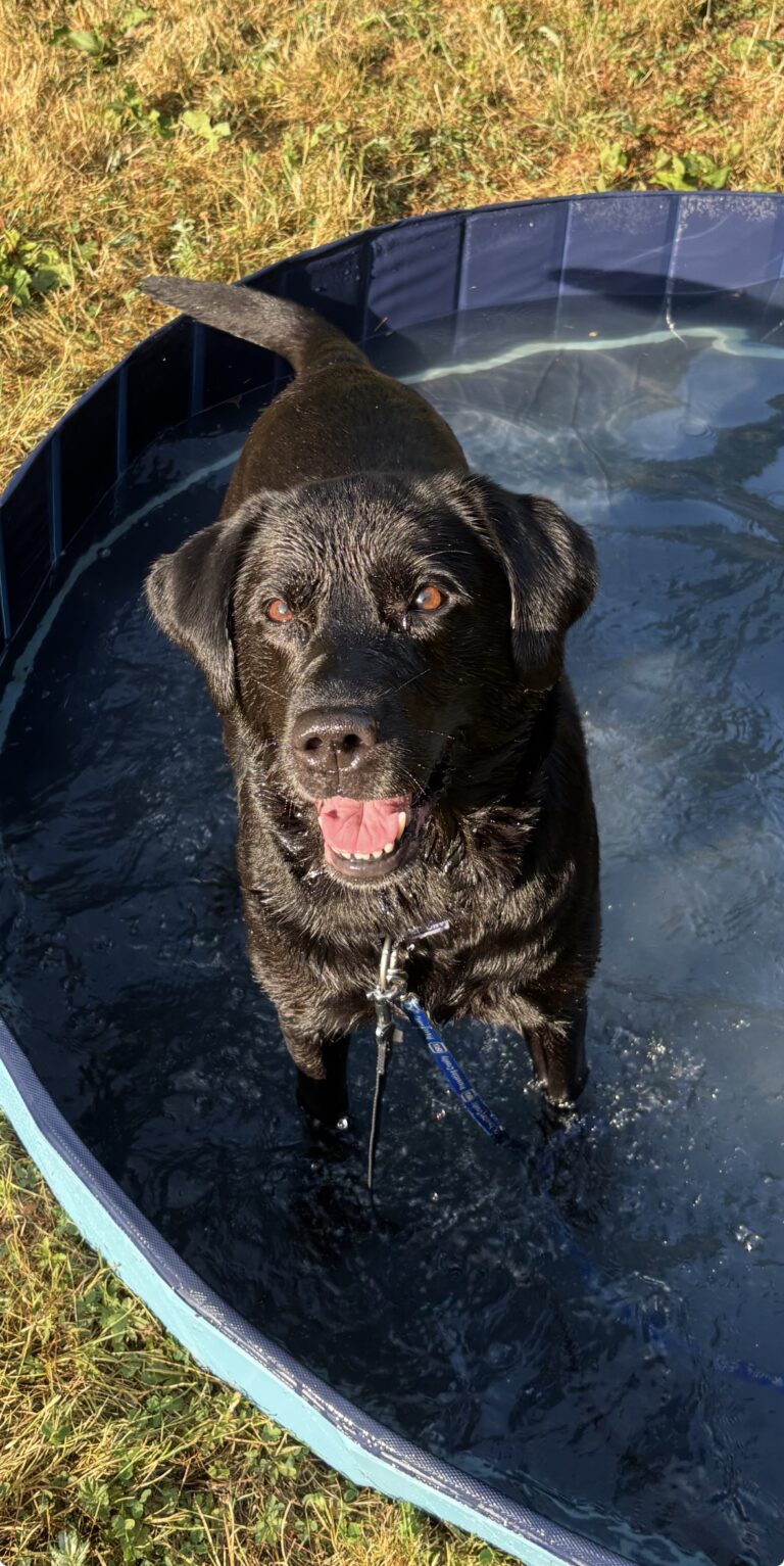 Ruby, a 8 years old female Labrador available for adoption from RSPCA in Devon